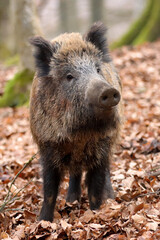 Wildschwein (Sus scrofa)