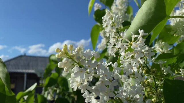 Close-up view of blossoming white lilacs, on the background of bright blue sky, on spring sunny day.