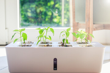 Growing plants at home. Young chili plants grown from a seed, in a mini greenhouse and with a...