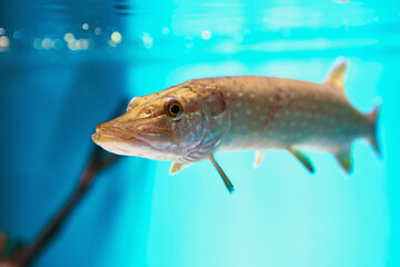 Northern pike Esox lucius in freshwater fish tank in city marine aquarium.