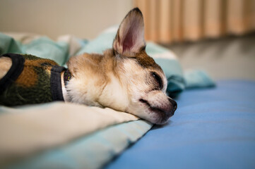 The dog sleeps indoors on the most comfortable mattress.