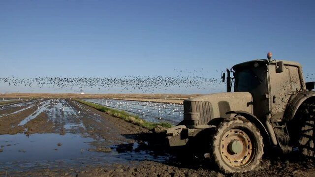 Después de remover la tierra para la agricultura, las aves se alimentan y realizan hermosos vuelos grupales creando imágenes como estas.
