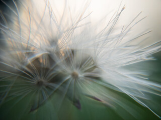 common dandelion weed grass MARCO DETAIL