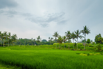 Near Ubud, Bali, the silvery white cloudy sky with the emerald green terraced background and many...
