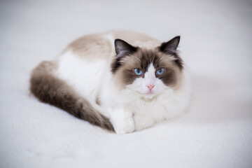 Fototapeta na wymiar Young beautiful purebred Ragdoll cat at home