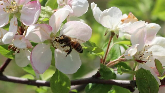 Honey bee collecting nectar on a white apple flower on branch on a sunny springtime day