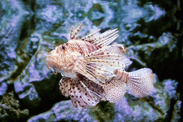 Toxic fish lionfish can only release venom when something strikes its spines.