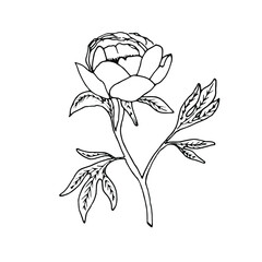 Obraz premium Outline flower. Line art blossom. Spring plant. Summer herb. Digital