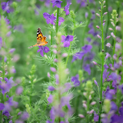 A Painted Lady butterfly (Vanessa cardui) perched on a stem of Delphinium