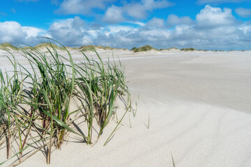 Dünengras auf Amrum