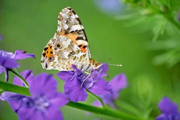 A Painted Lady butterfly (Vanessa cardui) perched on a stem of Delphinium
