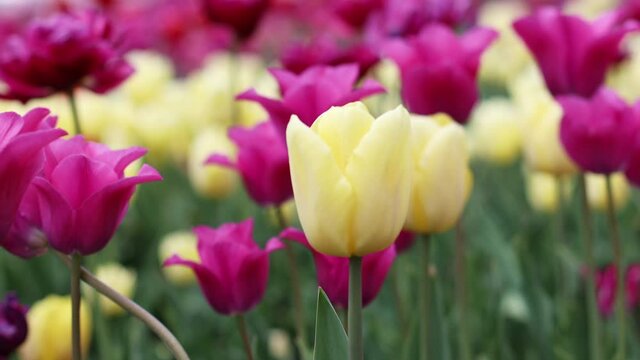Panoramic landscape of bright beautiful pink and yellow tulips blooming on the field. Public flower garden