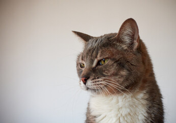 A closeup shot of a beautiful striped cat with sly eyes