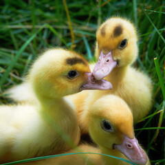 Three little cute ducklings on green grass outdoors
