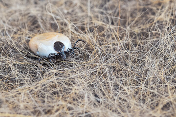 A close-up of a tick that has been pumped by the animal's blood leaves it after medical treatment.