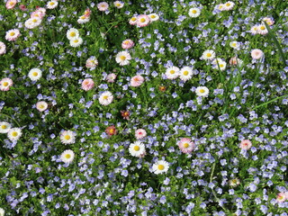 White English daisies and blue veronica flowers growing together on a green lawn © Ilona Lablaika