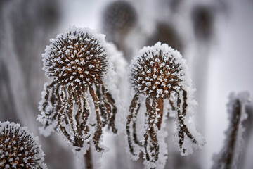 Close-up Of Frozen Wilted Echinacea in Winter - obrazy, fototapety, plakaty