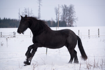 Friesenstute im Schnee