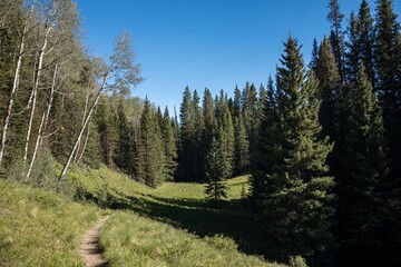 Fototapeta na wymiar Hiking trail through the forest, Lizard Head Wilderness, Colorado