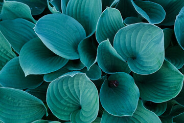 Background with a close-up of blue and green japan hosta flower leaves. Colorful funkia detail foliage, isolated macro, outdoors in the spring Japanese garden. Abstract pattern of fresh blossom plant - obrazy, fototapety, plakaty
