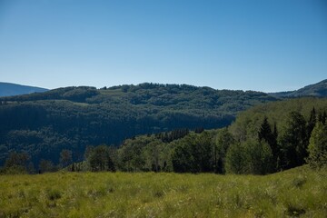 forest in the mountains