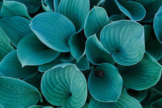 Background with a close-up of blue and green japan hosta flower leaves. Colorful funkia detail foliage, isolated macro, outdoors in the spring Japanese garden. Abstract pattern of fresh blossom plant