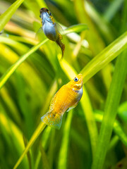 balloon molly (Poecilia latipinna) isolated in a fish tank with blurred background