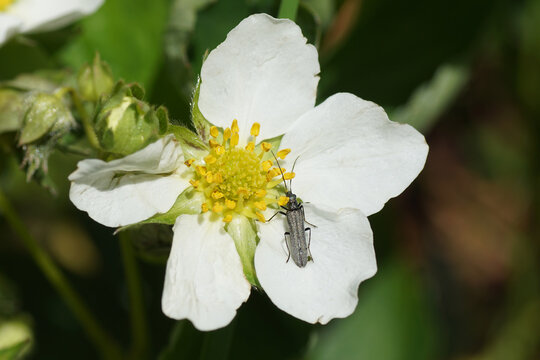 Small beetle Oedemera lurida or Oedemera virescens, family Oedemeridae (false blister beetles, pollen-feeding beetles). On the flower of strawberry, family Rosaceae. In spring in a Dutch garden. May
