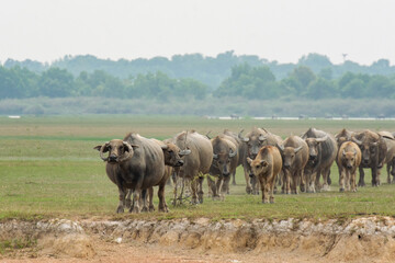 Buffaloes eating grass on grass field riverside.