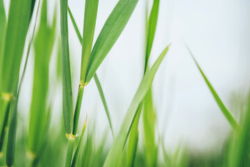 Green grass texture. Natural summer background. Soft focus.