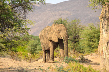 Fototapeta na wymiar african elephant (Loxodonta africana) standing between trees