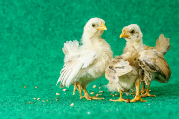 The yellow serama chicks on a artificial grass background.