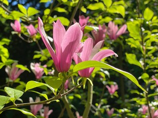 Pink magnolia flowers in the garden at spring season. Delicate magnolia petals in green fresh foliage.