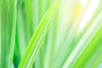 Spring natural green leaf background. blurred greenery background. using as spring and nature background. selects focus