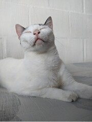 white cat with shut eyes