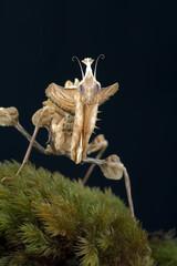 The devil mantis in black background
