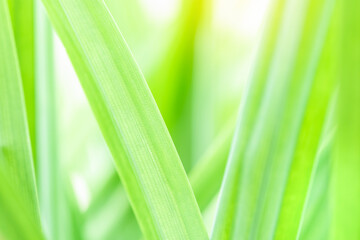 Fototapeta premium Spring natural green leaf background. blurred greenery background. using as spring and nature background. selects focus