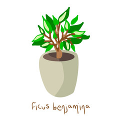 Houseplant Ficus Benjamina in cartoon design style, vector illustration on white isolated background for prints, icons, banners, backdrops or emblems.