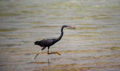 Photo by NIKON D810
The bird was photographed in Saudi Arabia, on the southern corniche beach in Jeddah .