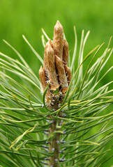 Young pine shoots