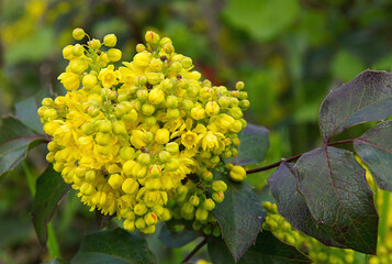 Dense inflorescence of Mahonia aquifolium