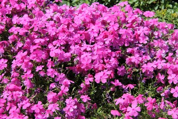 field of pink and white flowers