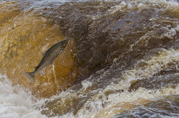 Fish go for spawning upstream. Salmon jumps over waterfall on the Venta River, Kuldiga, Latvia.