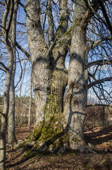 Large linden trunks in sunny spring day, Latvia.
