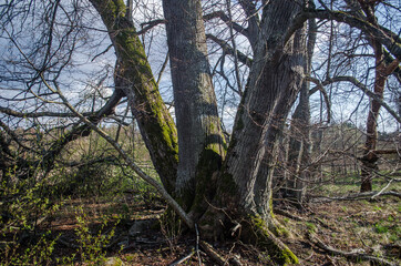 Large linden trunks in sunny spring day, Latvia.