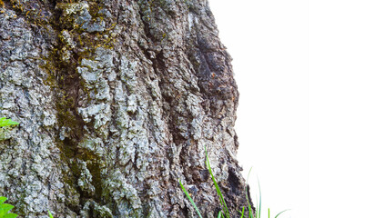 old tree bark closeup isolated on white background