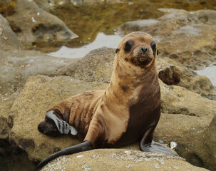Fototapeta premium sea lion pup