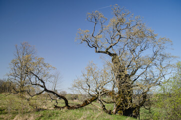 Big elm in sunny spring day, Latvia.