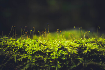 nacimiento de plantas 