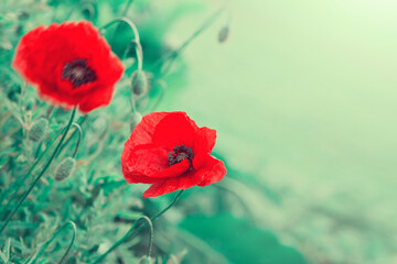 Red poppy flowers isolated on green background